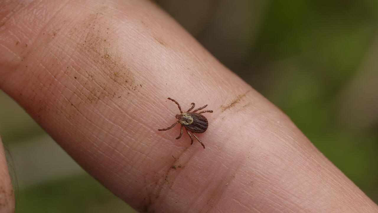 A brown tick on a finger. 