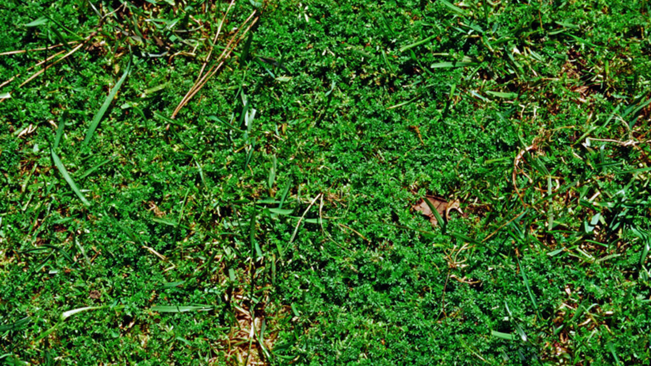 Lawn Burweed 