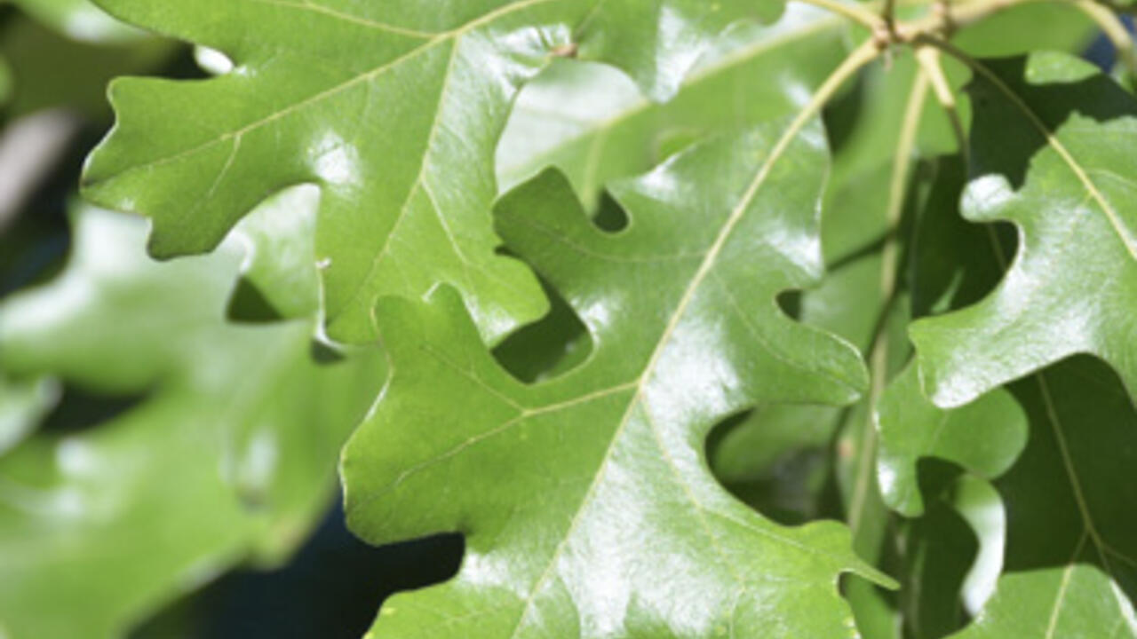 Post Oak tree