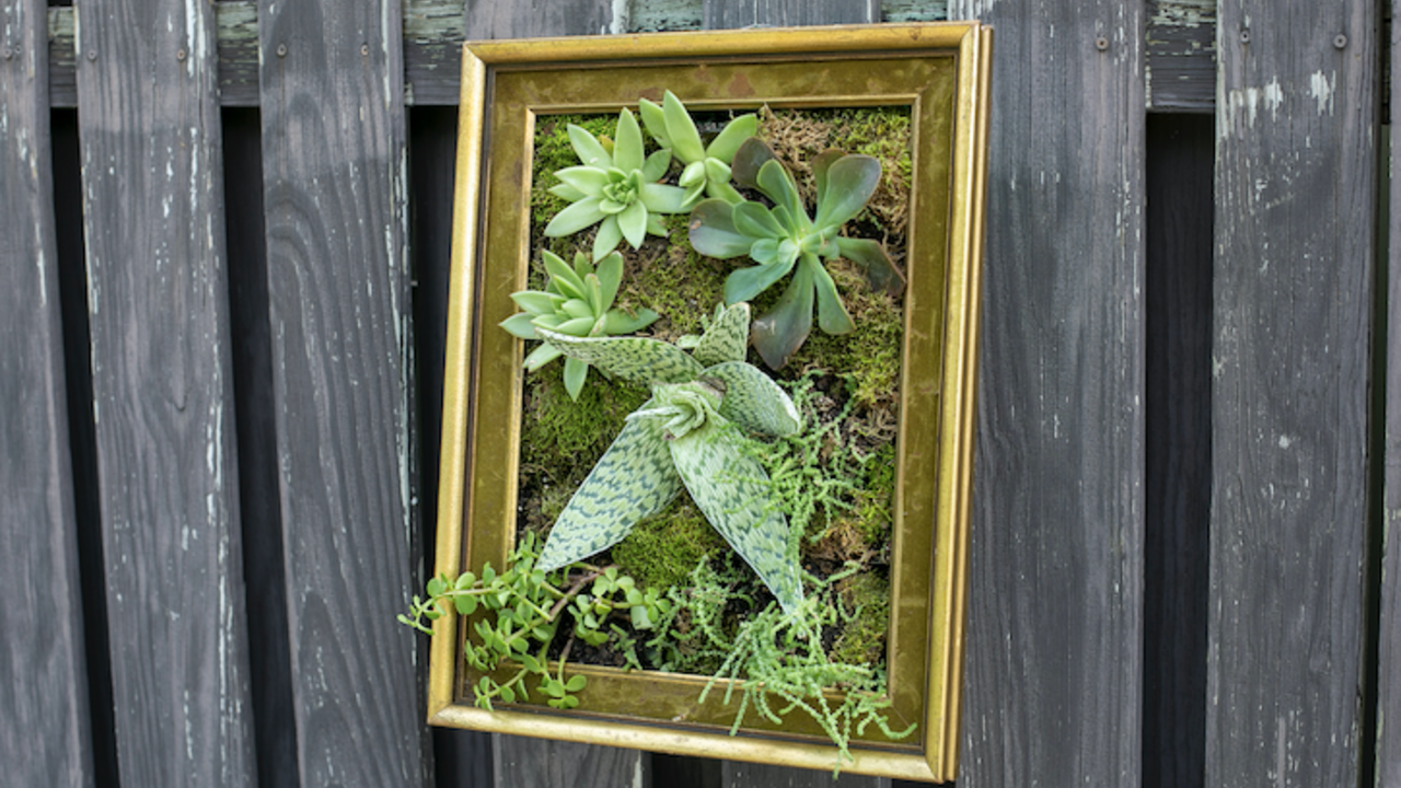 Bright green sedums displayed in a gold picture frame. 