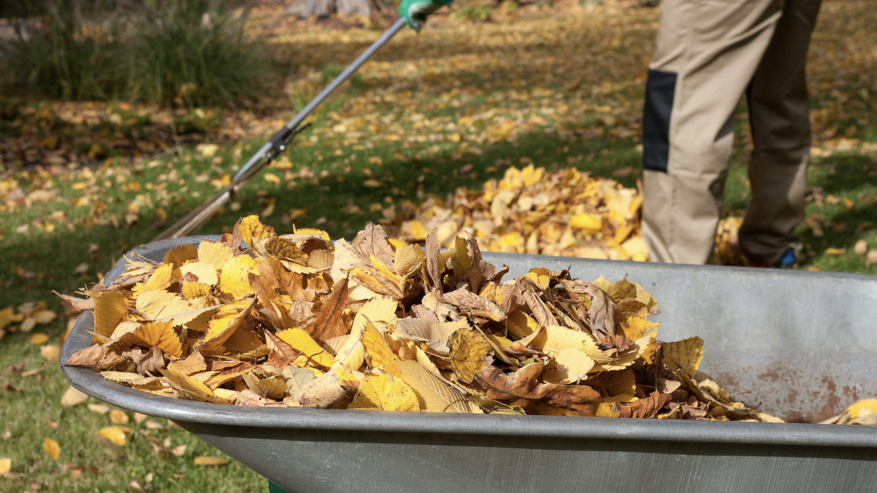 A man raking leaves into a wheelbarrow. 