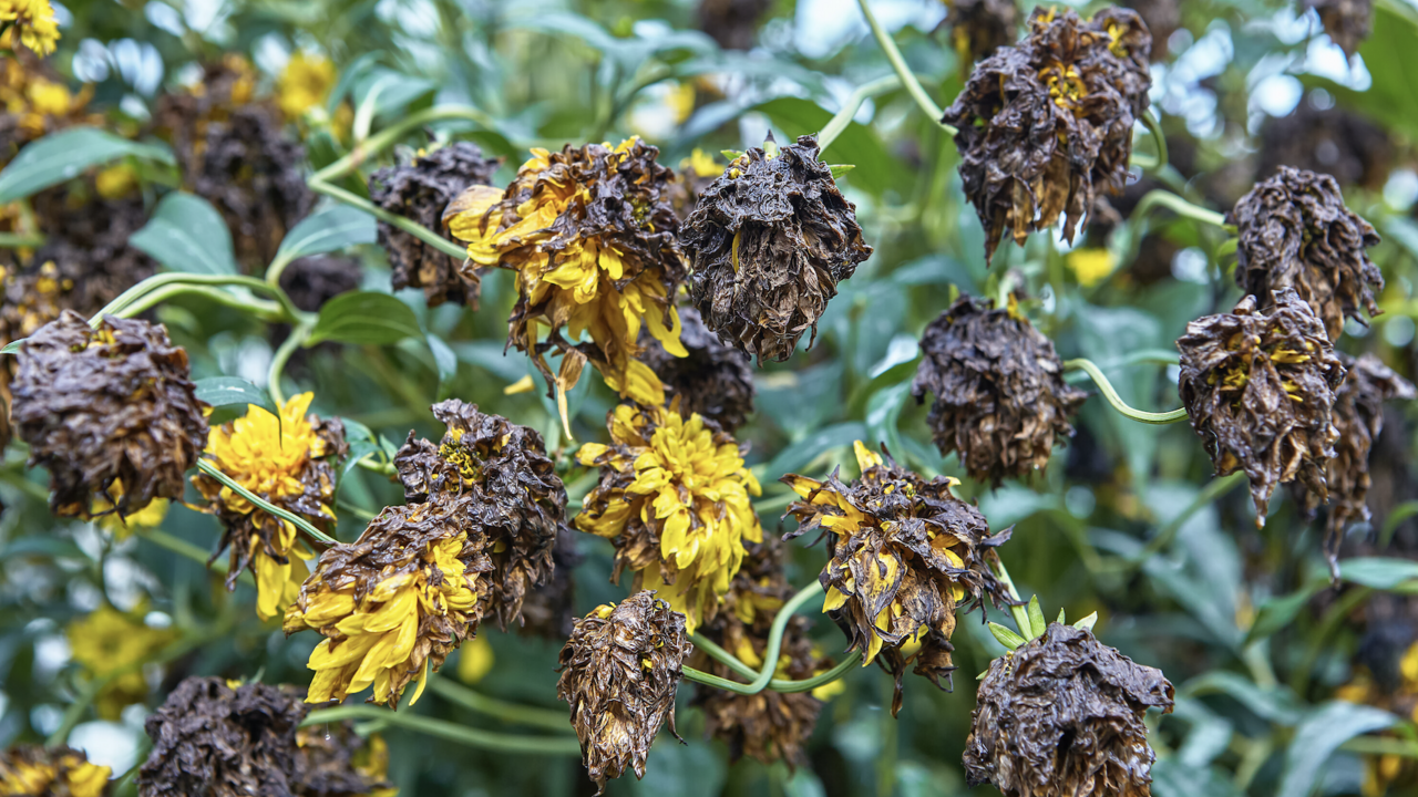 Yellow flowers turned brown. 