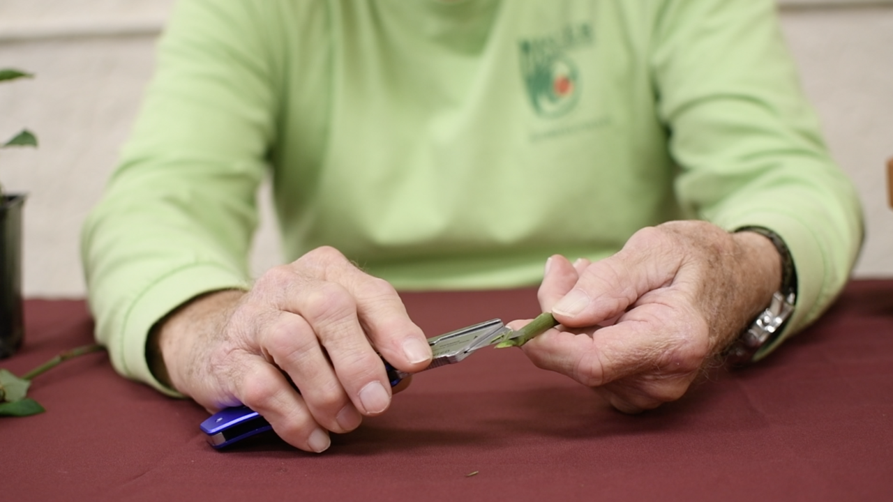 A person wearing a green shirt scraping a stem with a razor bade. 