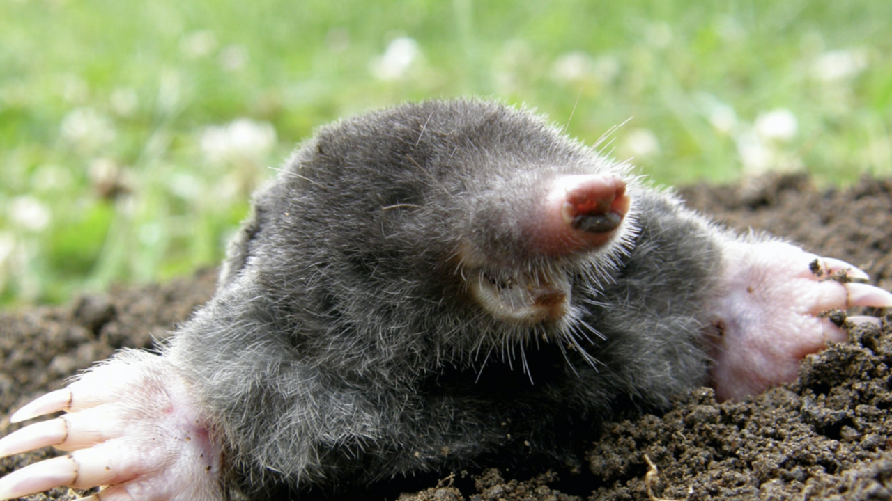 An Eastern mole. 