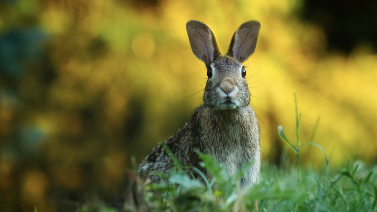 A rabbit in a field.