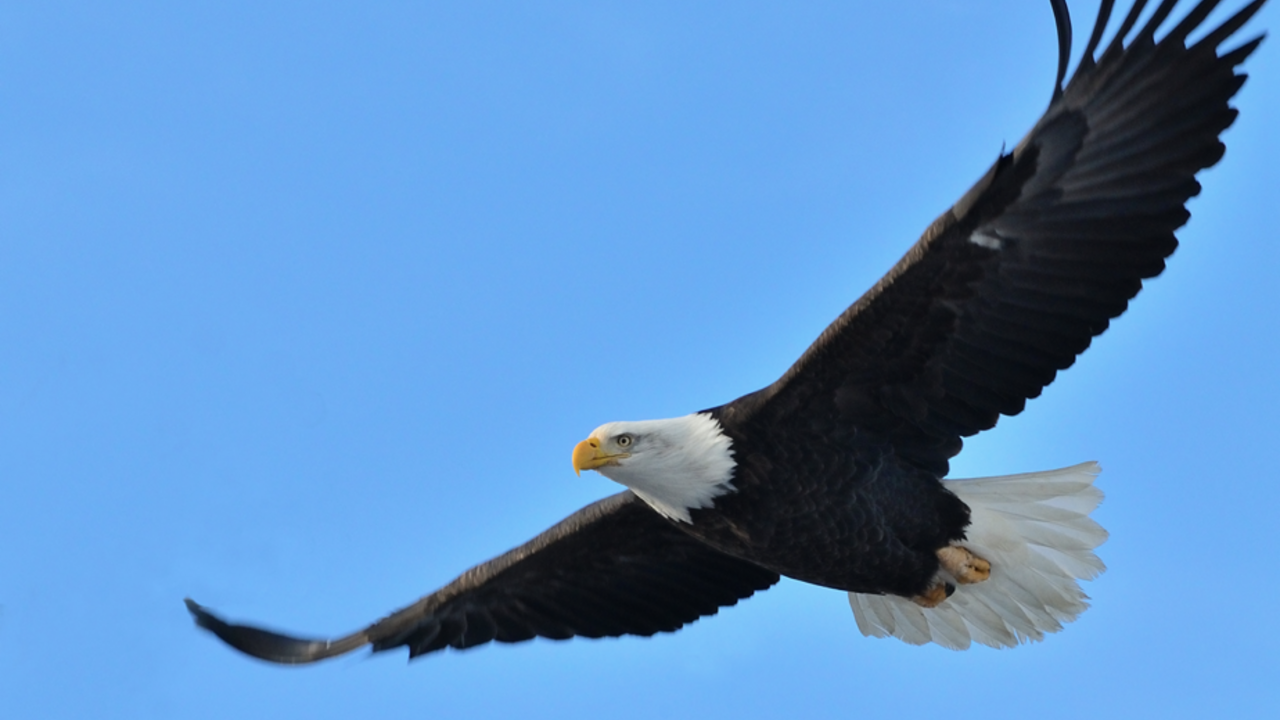 Bald Eagle flying. 
