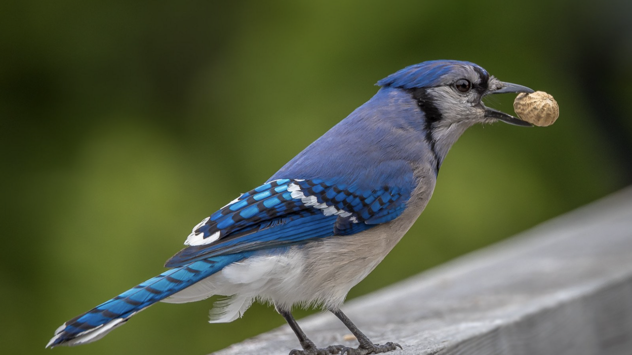 Blue Jay with nut in mouth. 