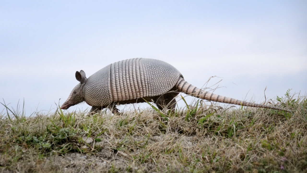 Nine-banded armadillo 