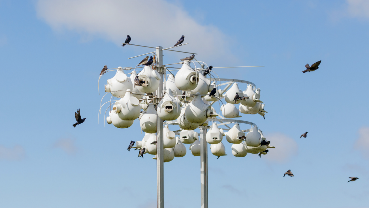 Purple martins flying around white gourds. 