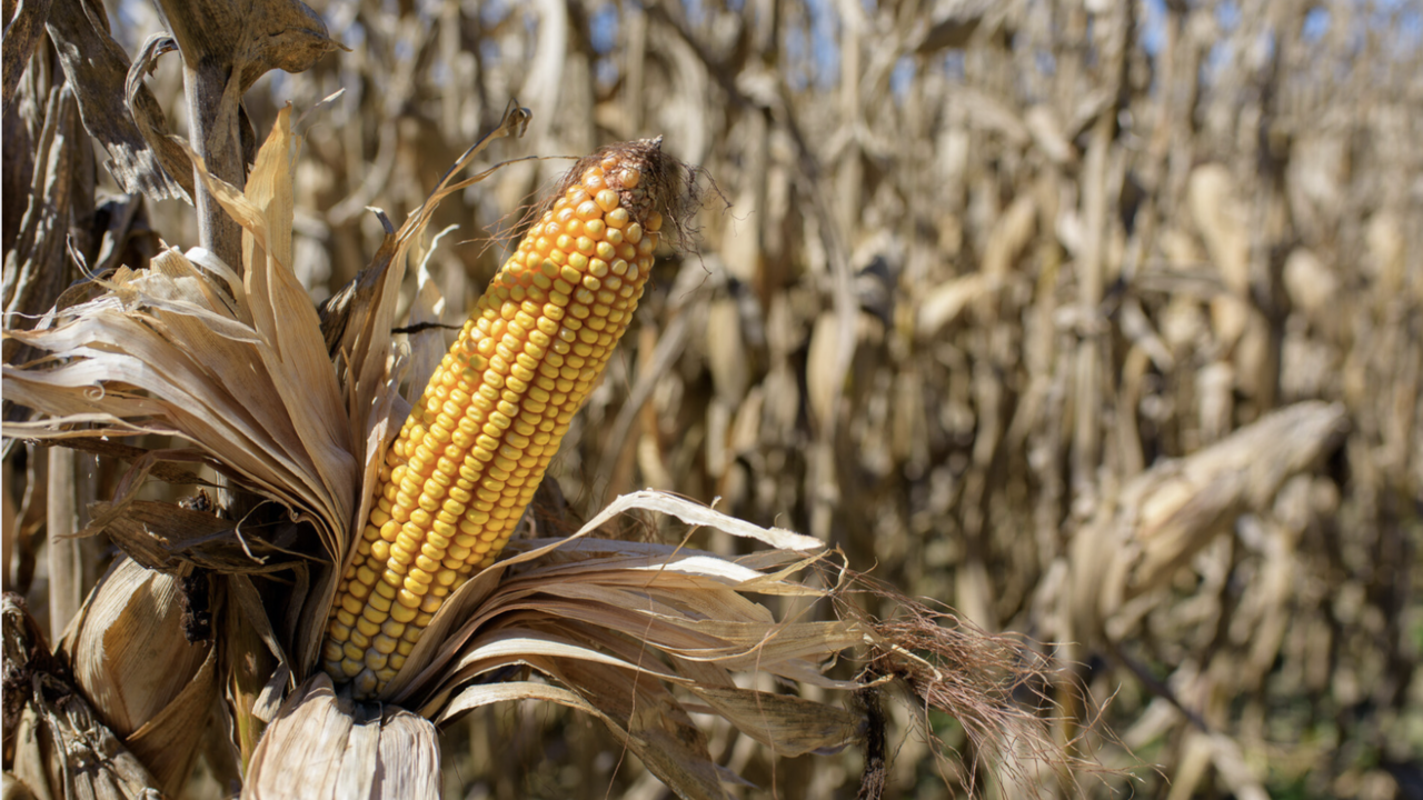 Field corn.
