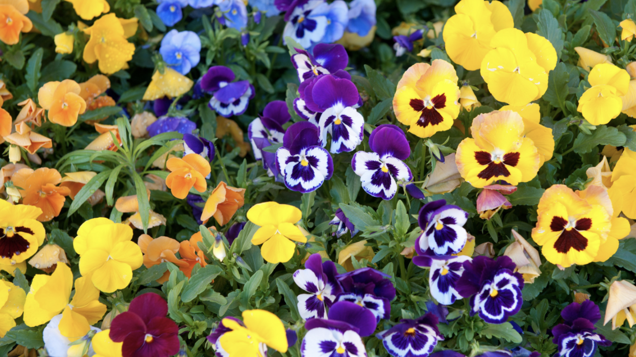 Yellow, purple, and blue pansies. 
