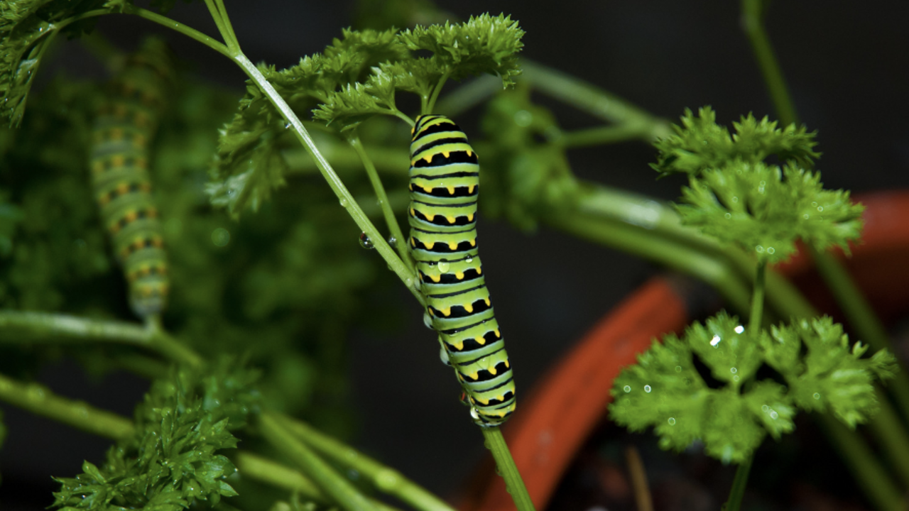 Black swallowtail caterpillar on a plant. 