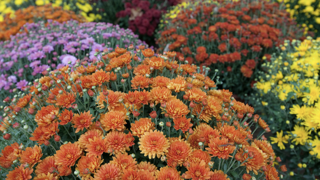 Orange, purple, and yellow mums.