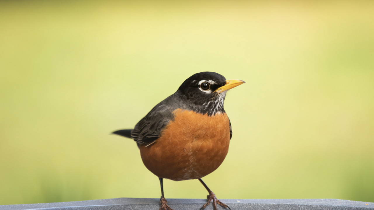 Robin. 
