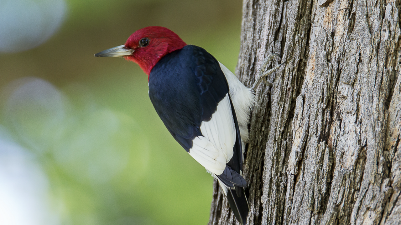 Red-Headed WoodPecker