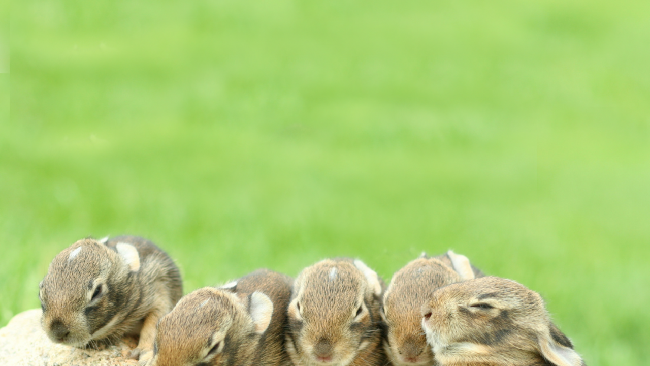 Baby bunnies on log. 
