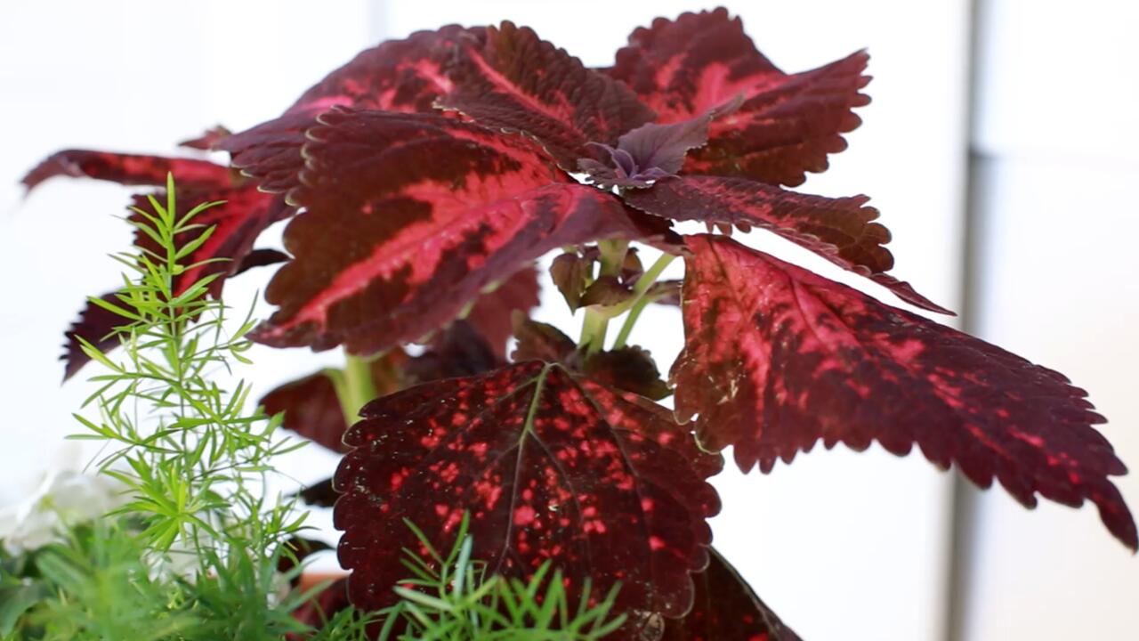 A closeup of a red variegated coleus plant.