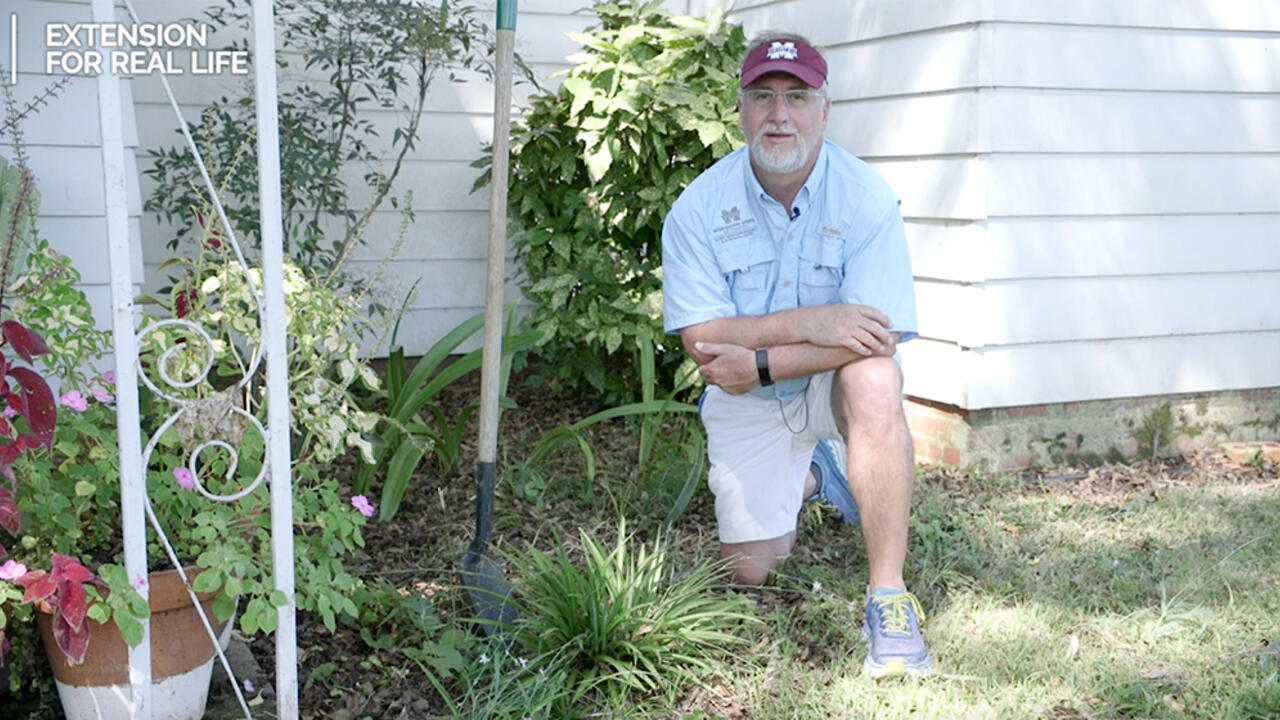 A man kneels in a flower bed next to some plants. 