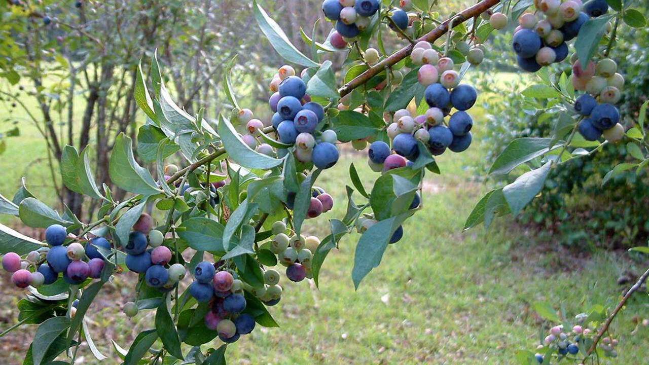 Multiple clusters of blueberries in varying stages of ripeness adorn a branch covered with green leaves. 