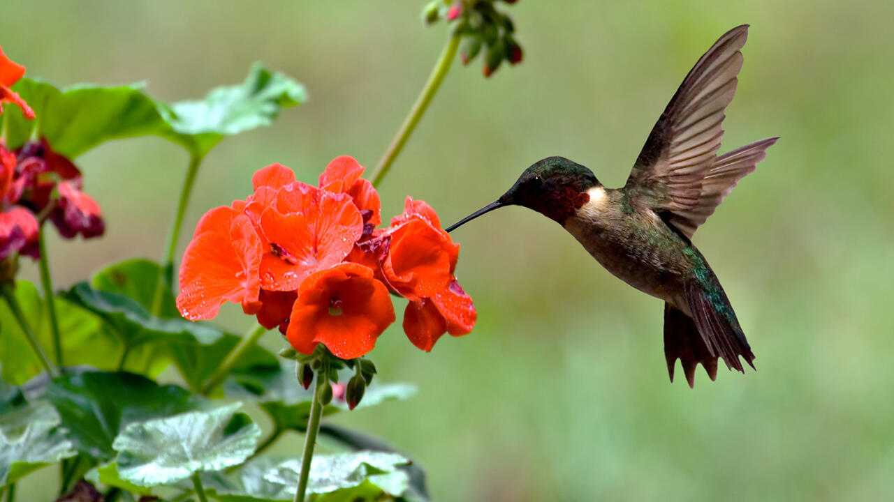 A red-throated hummingbird hovers over a red geranium.