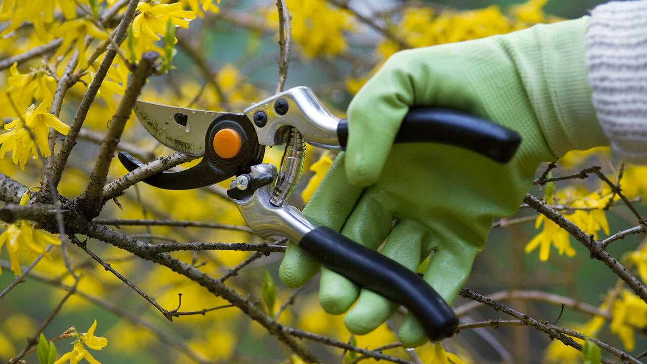 A person with green gloves pruning a tree with yellow leaves. 