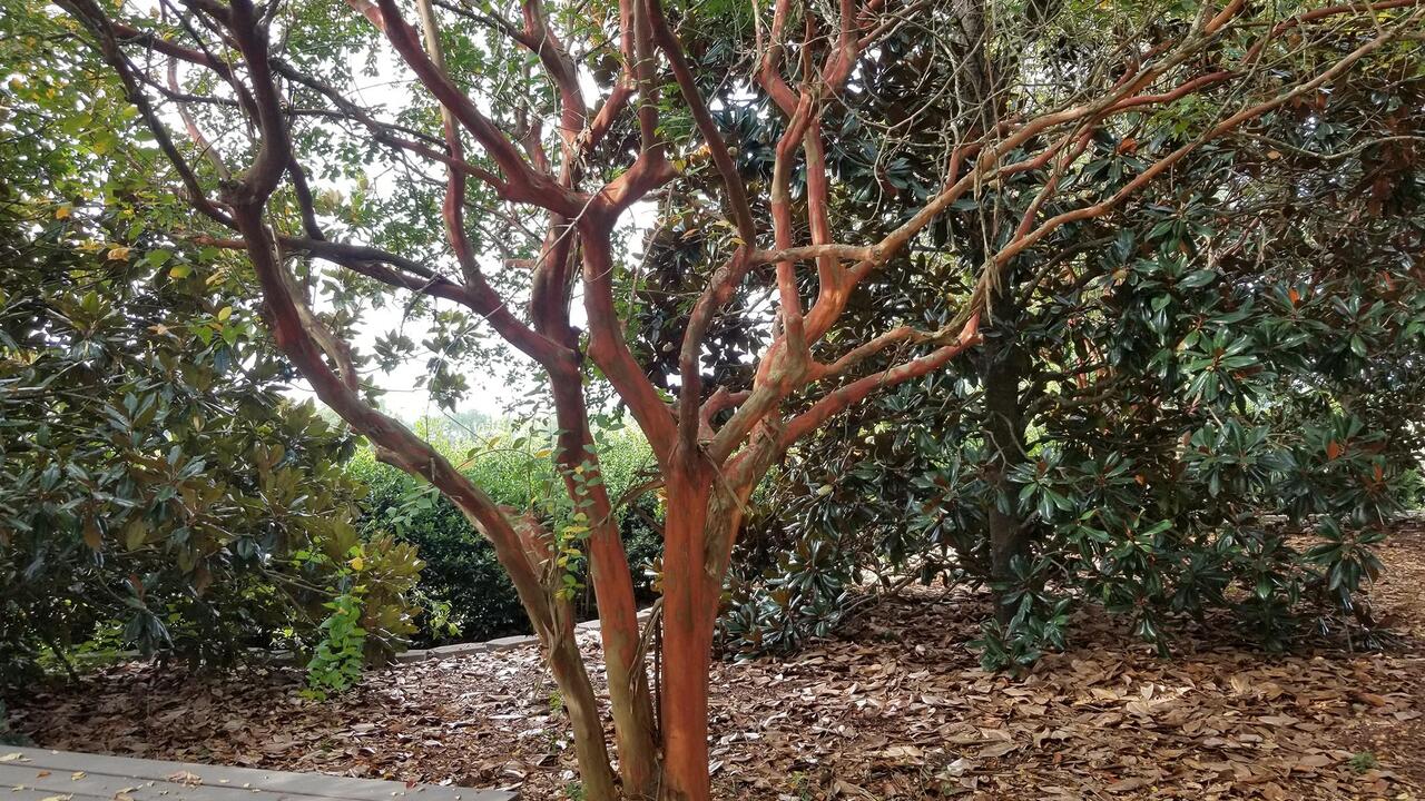 A crape myrtle in the landscape