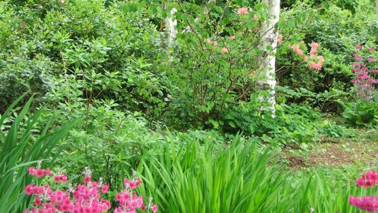 Lush green plants. 