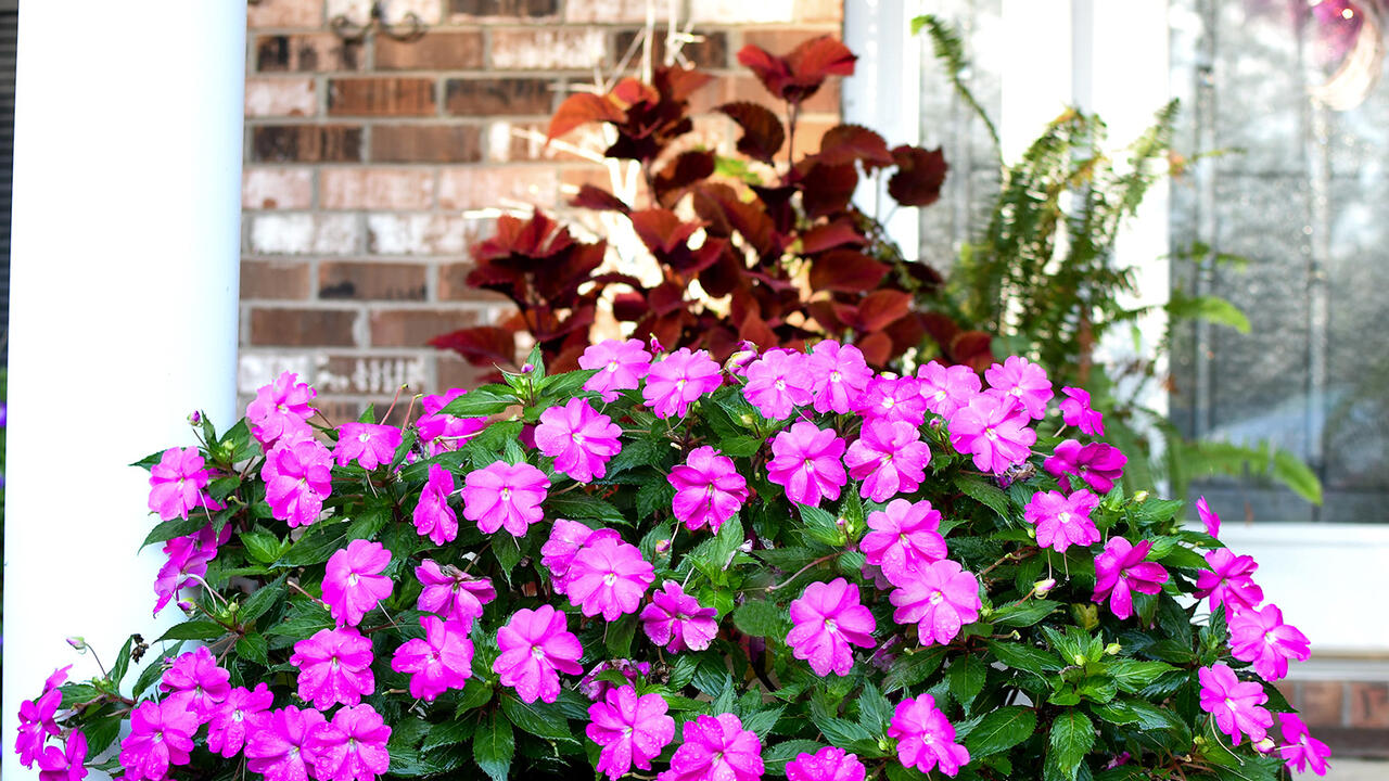 A combination container with pink impatiens and red and green coleus. 
