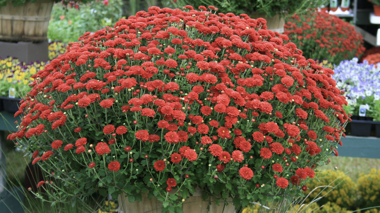 A large, red mum.
