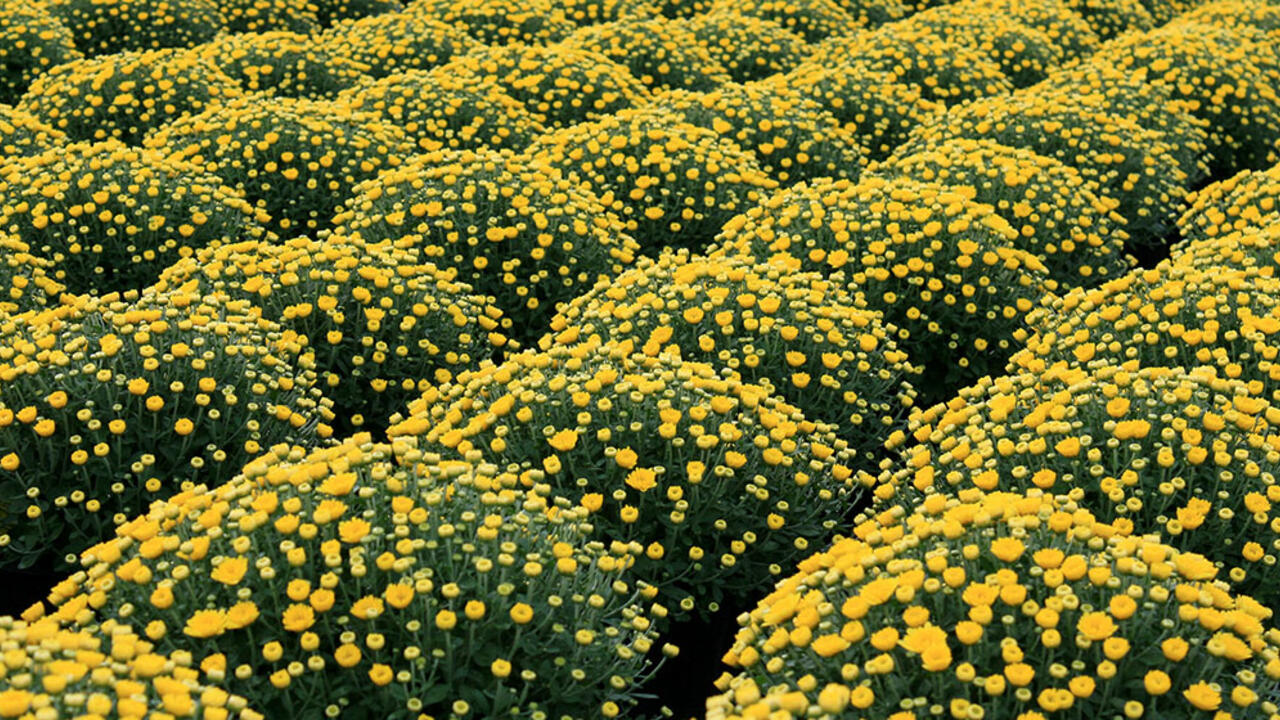 Rows of yellow mums.