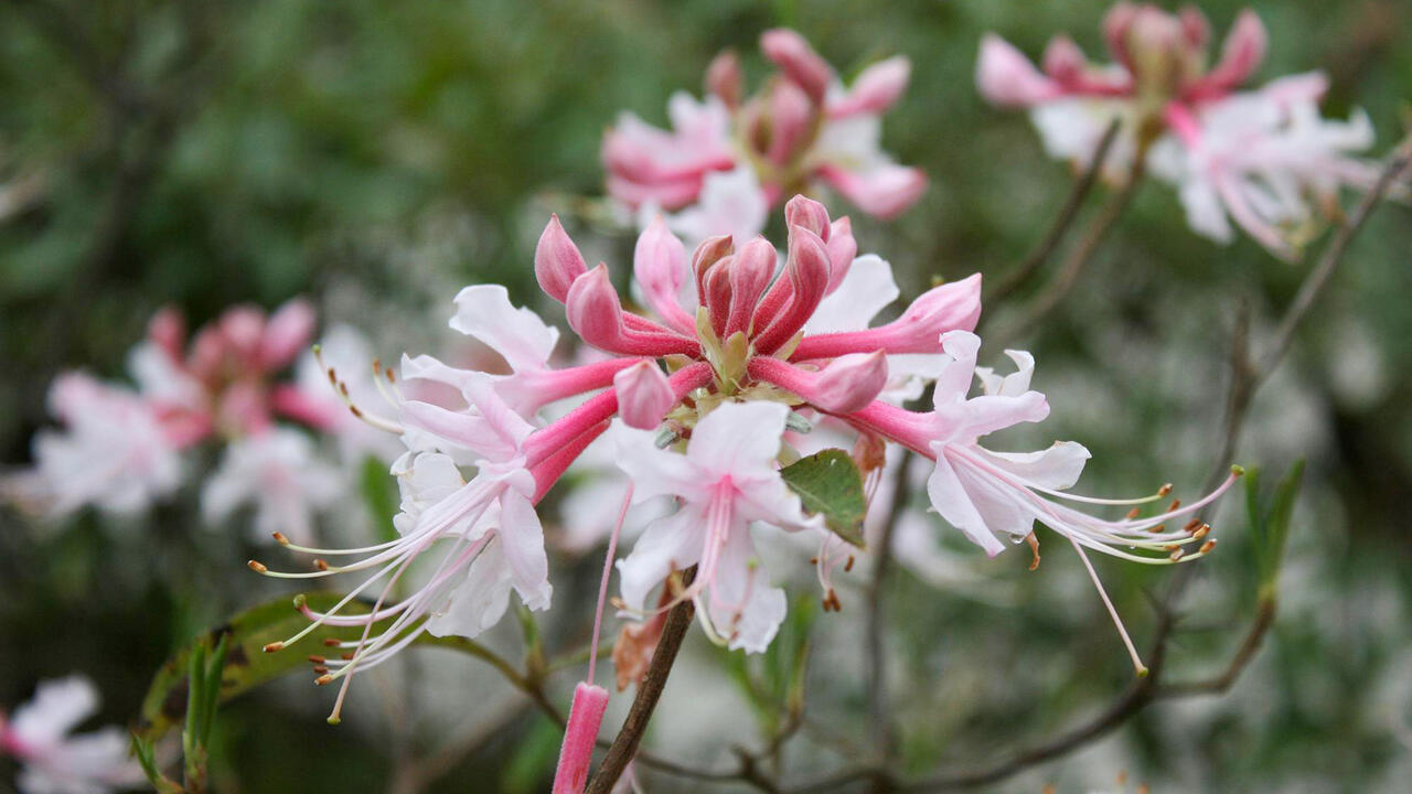 White and pink native azaleas.