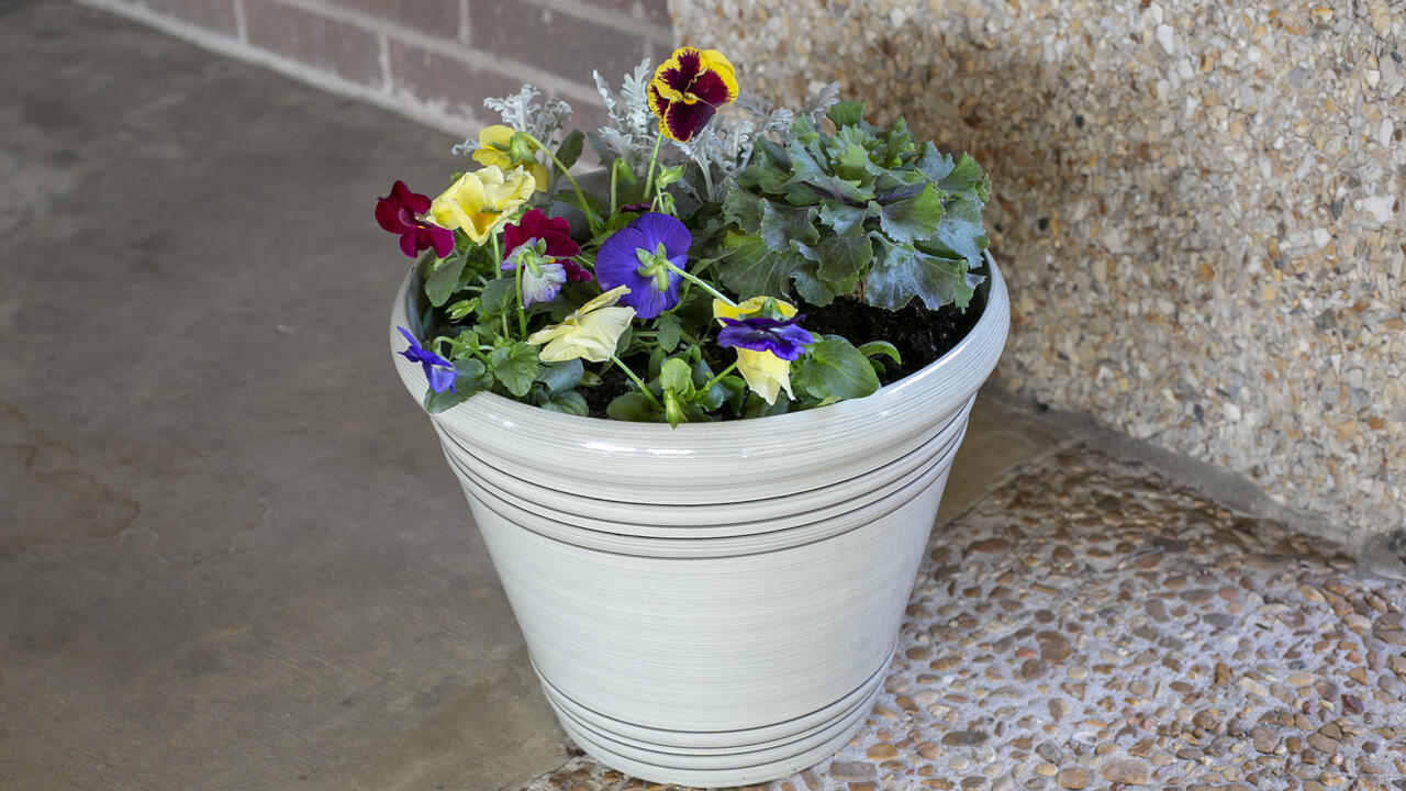 Colorful flowers planted in a white pot. 
