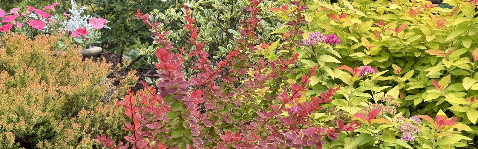 A bush with red branches grows in a garden with other colorful shrubs.