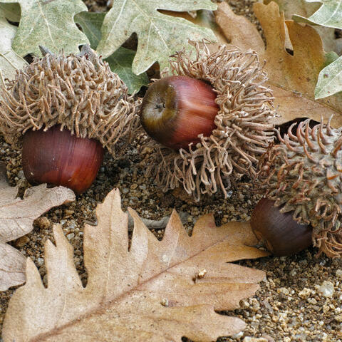 Turkey Oak acorns 