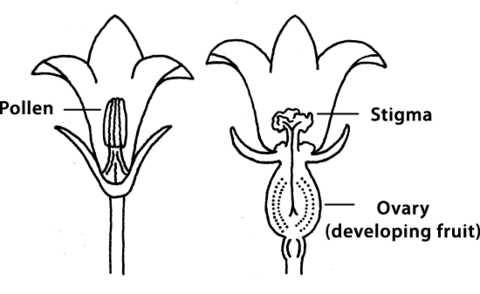 Diagram showing the reproductive parts of male and female pumpkin plants. Male pumpkin plants have pollen in the center of the flower. Female plants have a stigma in the center of the flower and an ovary (developing fruit) at the base of the flower.