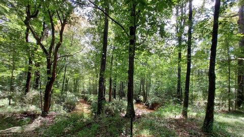 A mature forest.