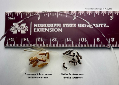 Formosan subterranean termites and Eastern subterranean termites lie underneath a magnifying glass and next to a ruler.