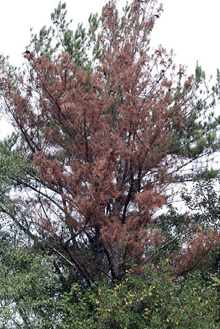 A tree with a large portion that is brown and dead.