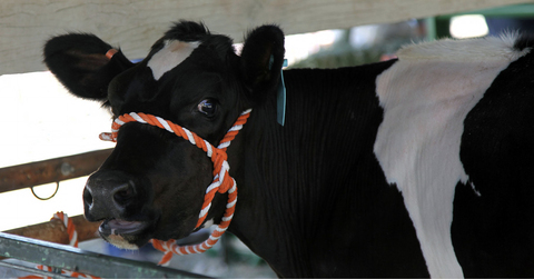 Close-up side profile of a black and white cow.