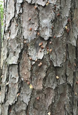Popcorn-like structures on the bark of a pine tree.