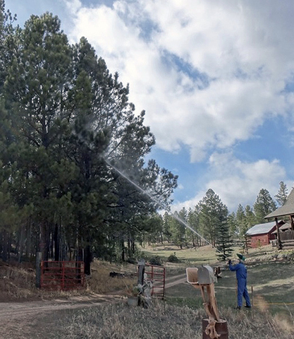 A person sprays a liquid chemical treatment into the upper branches of tall pine trees.