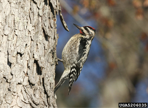 A bird perched on a tree trunk. The bird is black and white with a red cap and throat patch.
