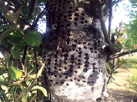 Sapsucker holes in a tree trunk are lined up in rows.