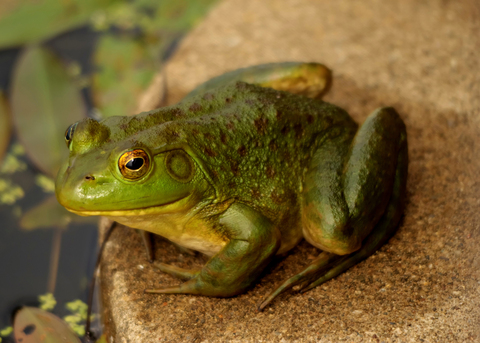 Green frog on a rock.