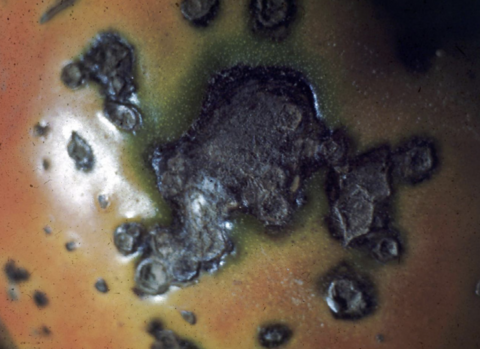black spots on a tomato