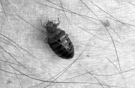 Close-up of a person's arm with a small, black insect on it.