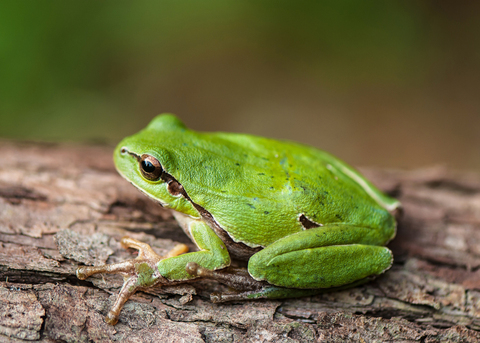 Green treefrog