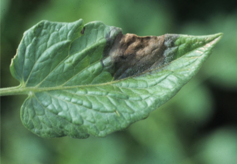 Green leaf with brown spot on it