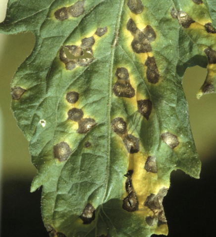 Leaves with brown spots and yellow areas