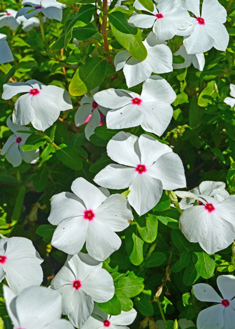 White flowers with pink centers bloom among green leaves.